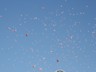 img_asistershope2012_616.jpg